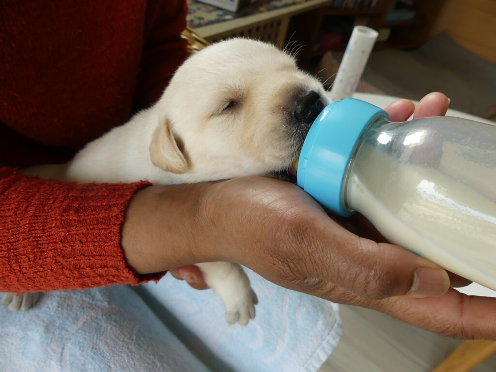 Chiot buvant un biberon