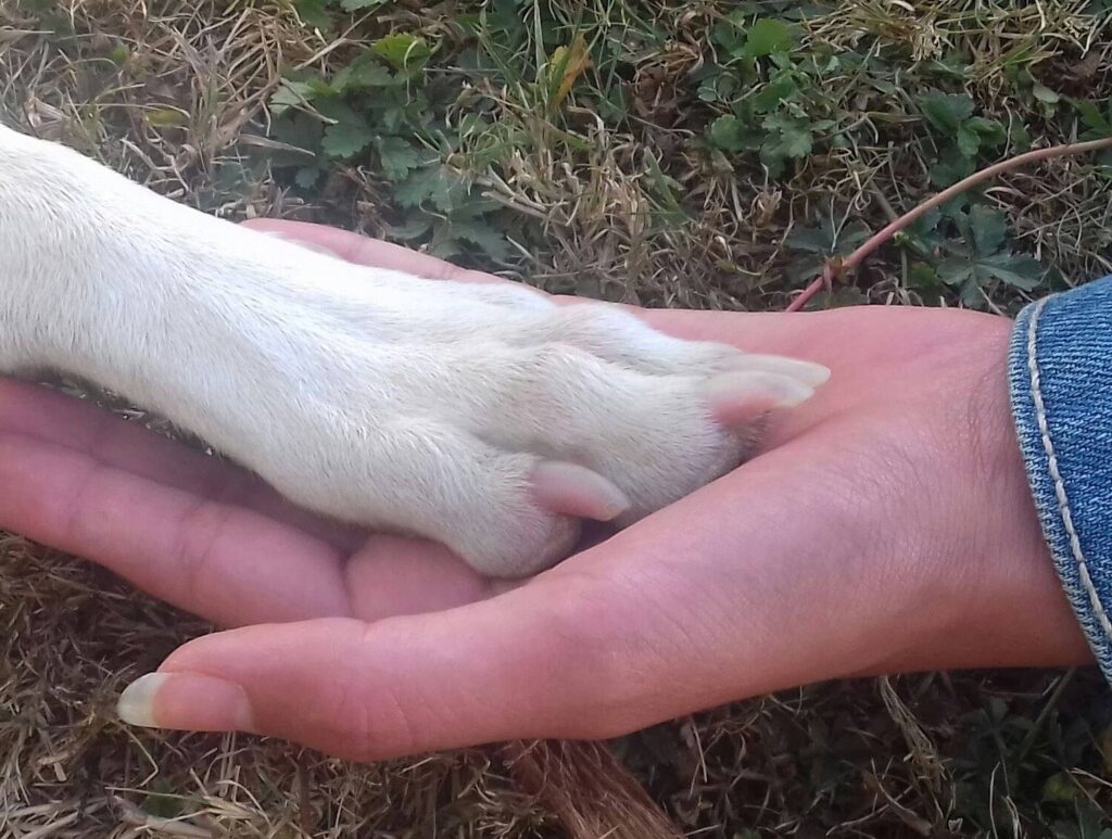Chien donnant la patte